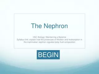 The Nephron