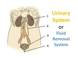 Urinary System or Fluid Removal System