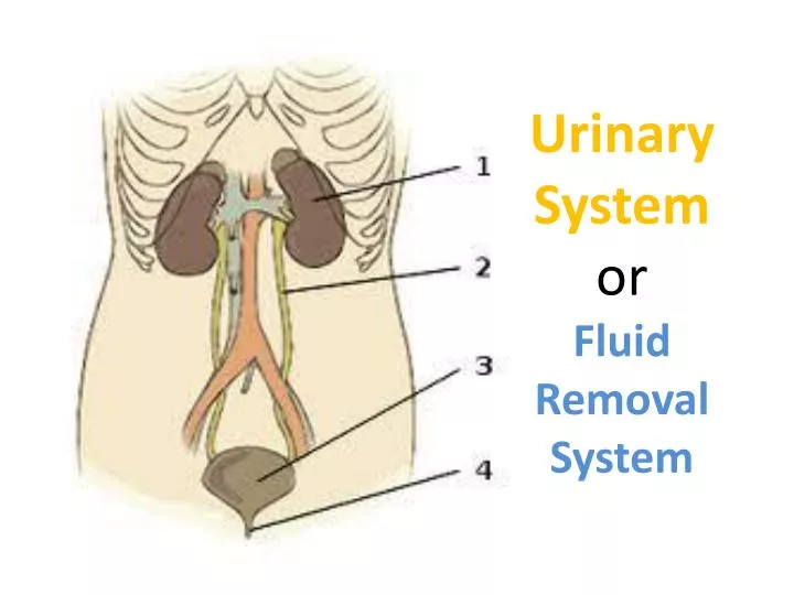 urinary system or fluid removal system