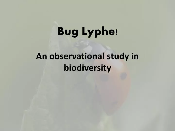 bug lyphe an observational study in biodiversity