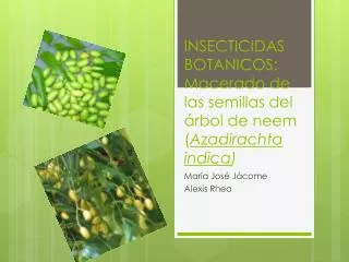 insecticidas botanicos macerado de las semillas del rbol de neem azadirachta indica