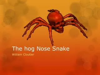 The hog Nose Snake