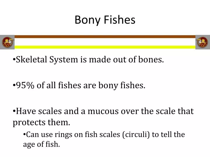 bony fishes