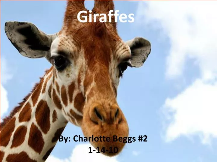 giraffes