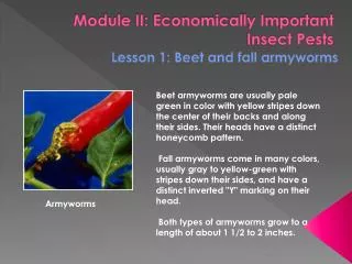 Module II: Economically Important Insect Pests