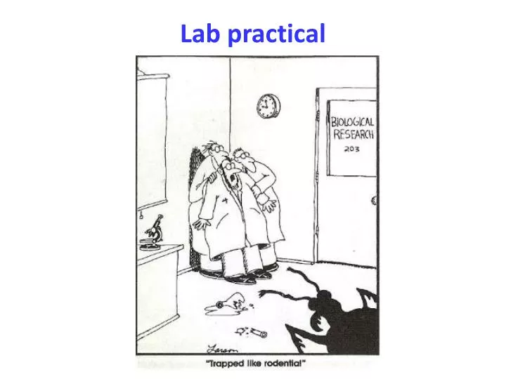 lab practical