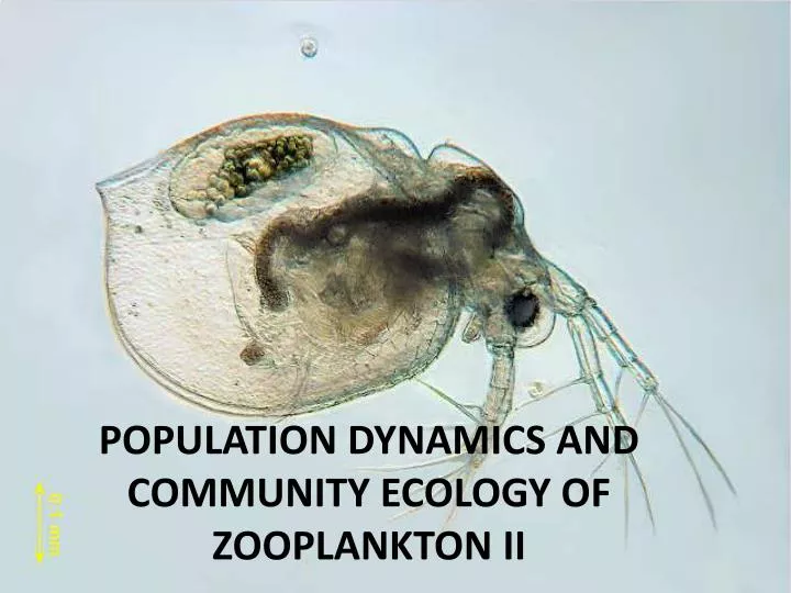 population dynamics and community ecology of zooplankton ii