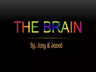 The Brain