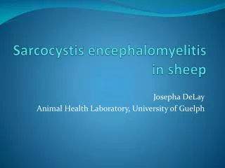 Sarcocystis encephalomyelitis in sheep