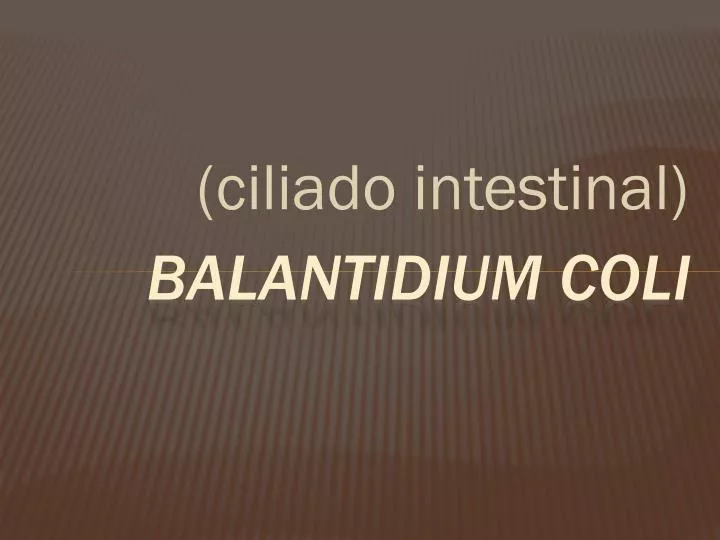 balantidium coli