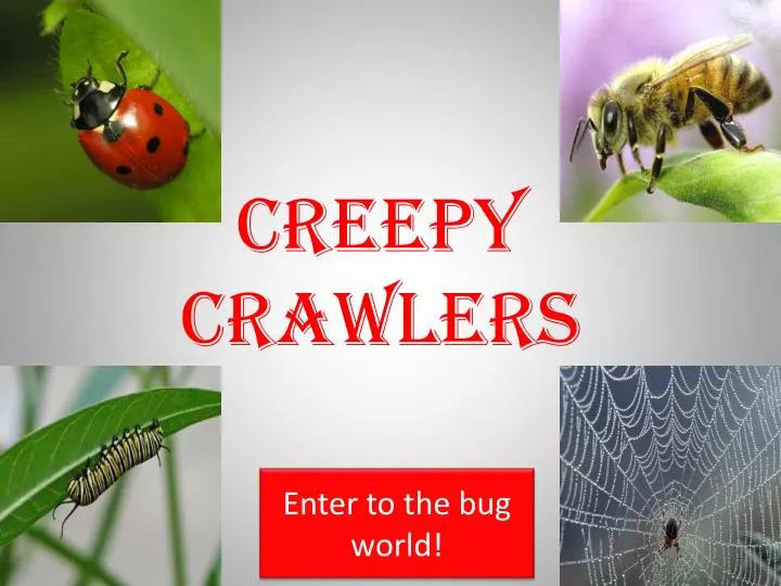 creepy crawlers