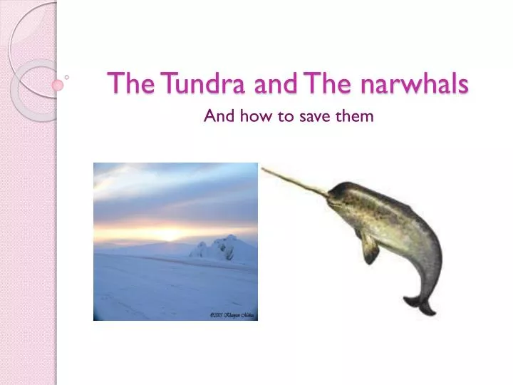 the tundra and the narwhals