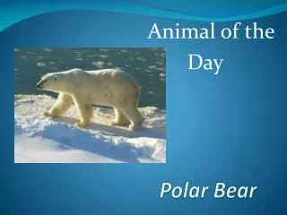 Polar Bear