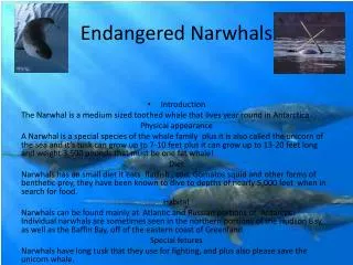 Endangered Narwhals