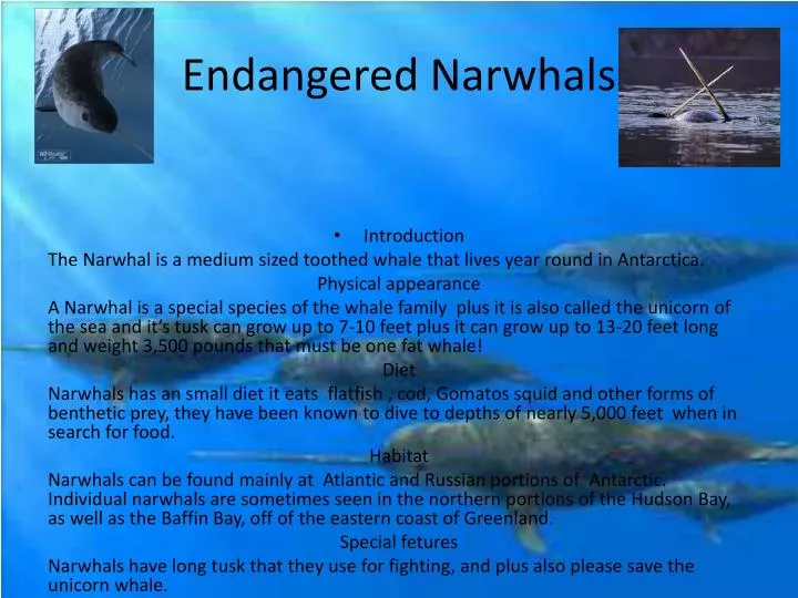 endangered narwhals