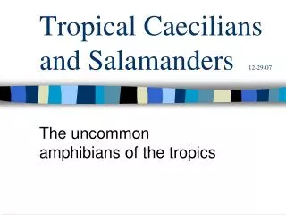 Tropical Caecilians and Salamanders 12-29-07