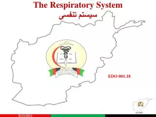The Respiratory System سیستم تنفسی