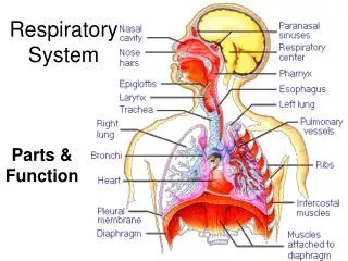 Respiratory System