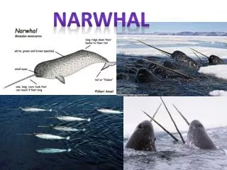 Narwhal