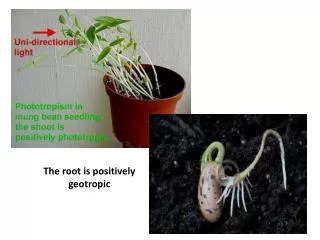 The root is positively geotropic