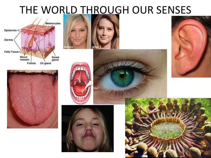 the world through our senses