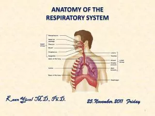 Anatomy of the resPIRATORY SYSTEM