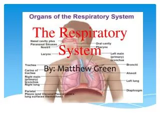 The Respiratory System