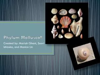 Phylum Mollusca!!