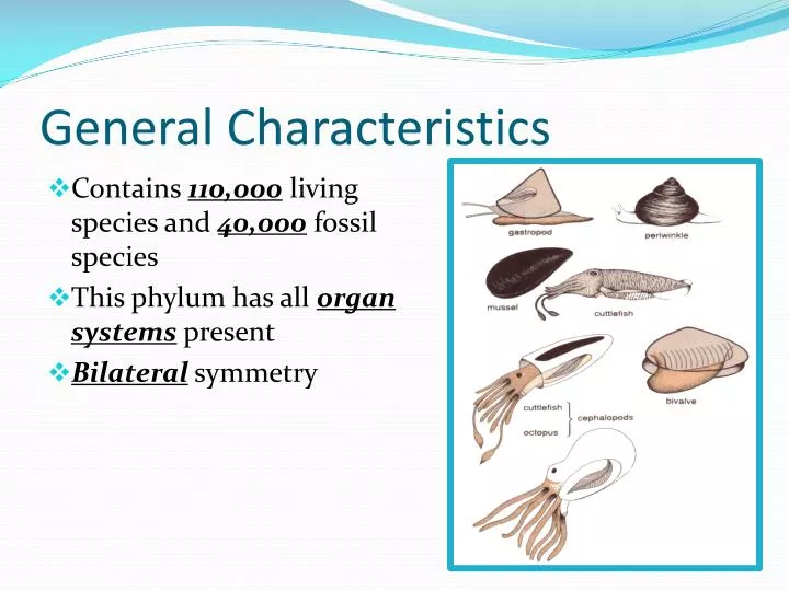 general characteristics