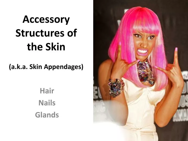 accessory structures of the skin a k a skin appendages