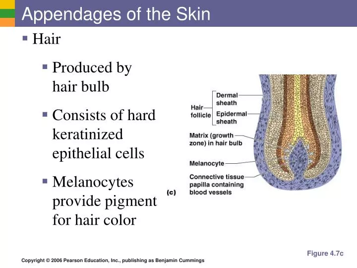 appendages of the skin