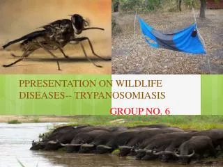 PPRESENTATION ON WILDLIFE DISEASES-- TRYPANOSOMIASIS