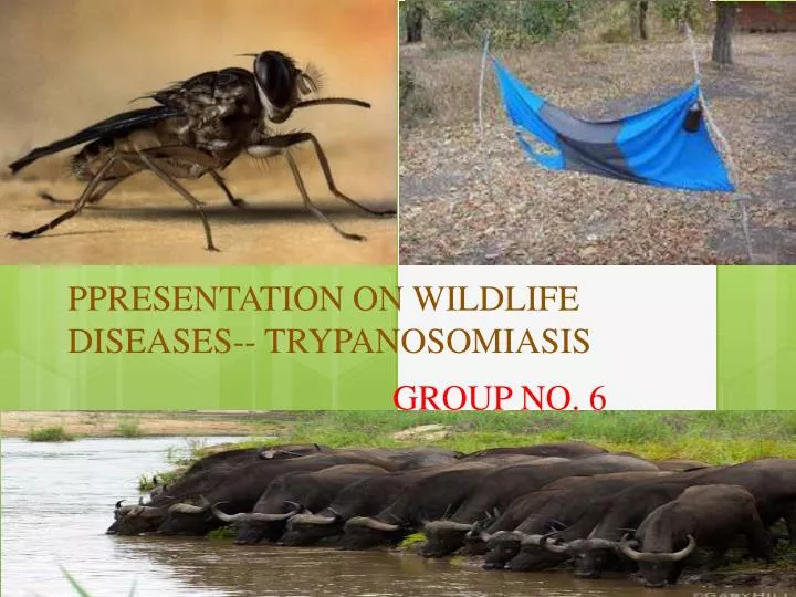 ppresentation on wildlife diseases trypanosomiasis