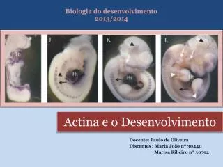actina e o desenvolvimento