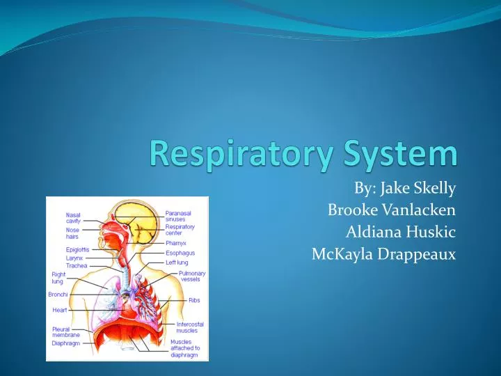 respiratory system