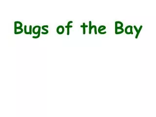 Bugs of the Bay
