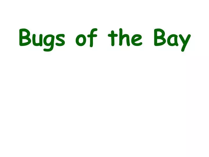 bugs of the bay