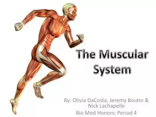 The Muscular System