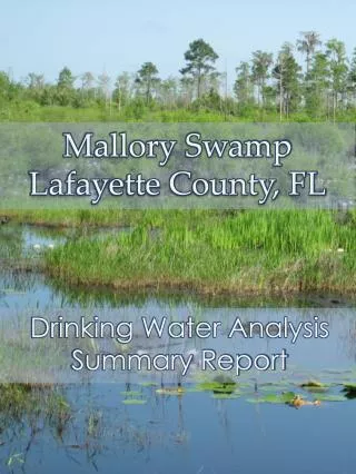 Mallory Swamp Lafayette County, FL
