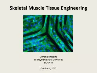 Skeletal Muscle Tissue Engineering