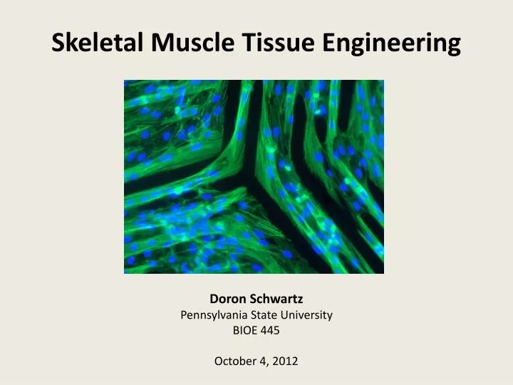 skeletal muscle tissue engineering