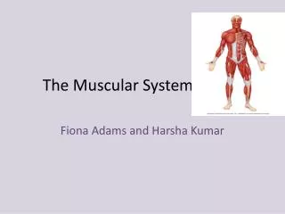 The Muscular System