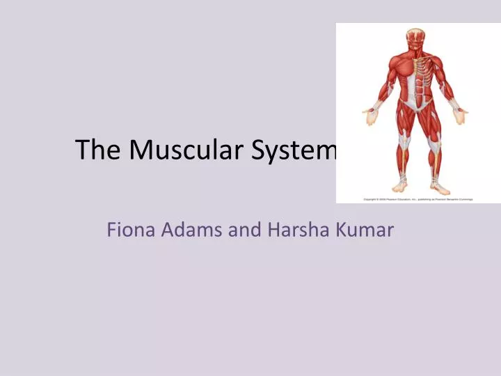 the muscular system