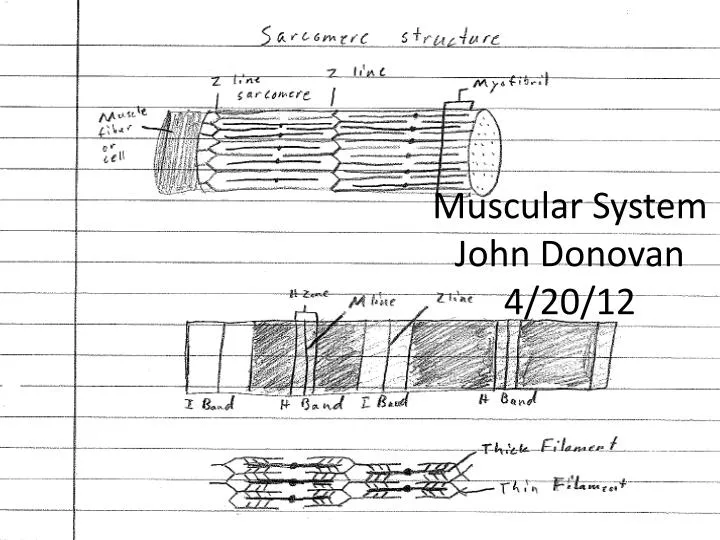 muscular system john donovan 4 20 12
