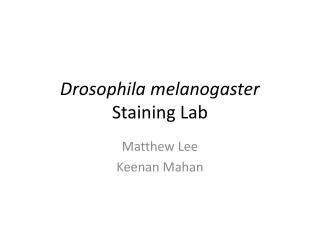 Drosophila melanogaster Staining Lab