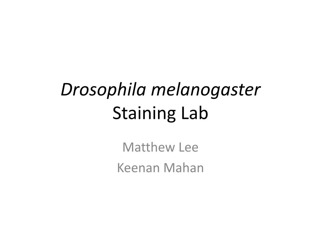PPT - Drosophila melanogaster Staining Lab PowerPoint Presentation ...