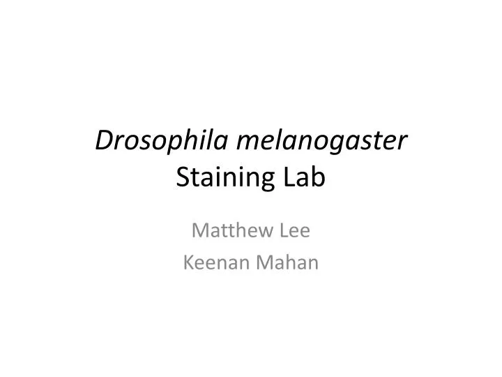 drosophila melanogaster staining lab