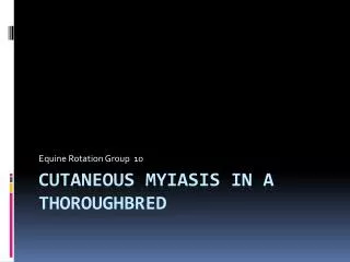 Cutaneous myiasis in a Thoroughbred