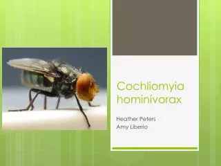 Cochliomyia hominivorax