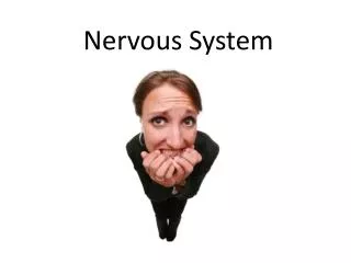 nervous system